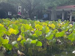 -人民公园-相亲角