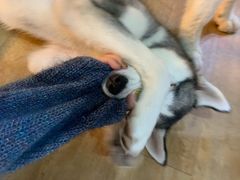 -Husky Go! 哈士奇体验馆·宠物咖啡厅狗咖