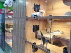 -喵百万·布偶·蓝金金渐层英短·猫舍(百子湾店)