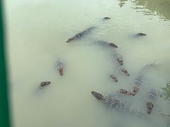 -中国扬子鳄村