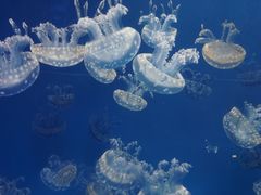 -成都浩海立方海洋公园