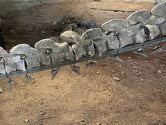 -自贡恐龙博物馆