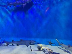 -太平洋海底世界