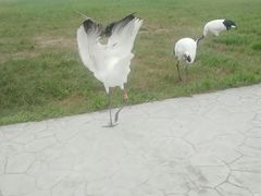 -盐城丹顶鹤湿地生态旅游区