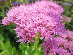 -鹫峰国家森林公园