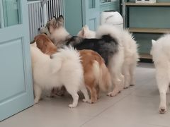 -安格丽娜·狗咖·猫咖羊驼咖(春熙路百盛商场店)