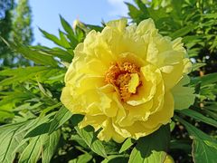 -莲花池公园
