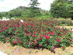 -名花谷生态庄园