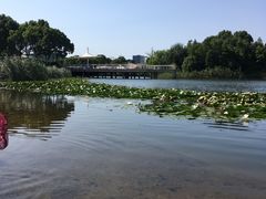 -新江湾城公园