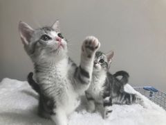 -东方名猫馆·英短金渐层布偶猫舍(环线广场1号楼店)