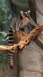 -Zoolung Zoolung动物主题公园(海信广场店)