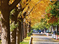 -三里屯东五街银杏大道