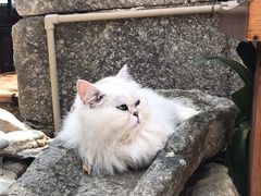 -喵屿·大理花园猫咖