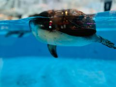 -帝企鹅自助餐厅•儿童岛•真企鹅(长隆企鹅酒店)