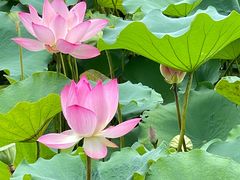 -荔湾湖公园