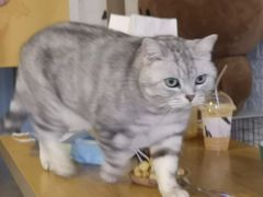 -平行世界·猫咖(首经贸店)