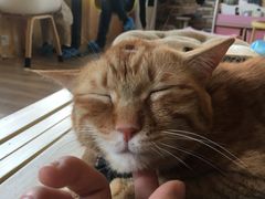 -猫的茶·猫咖