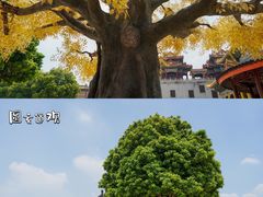 -广东圆玄道观