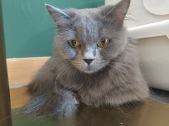 -飞行喵MR PILOT|猫舍·猫咖(静安大融城店)