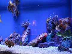 -上海海洋水族馆