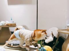 -逗柴咖啡屋·狗咖猫咖宠物桌游