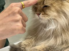 -安格丽娜·狗咖·猫咖羊驼咖(春熙路百盛商场店)