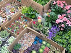 -循礼门鲜花花市(武汉循礼门店)