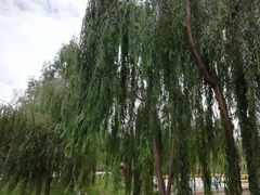 -雁滩公园