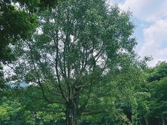 -深圳仙湖植物园