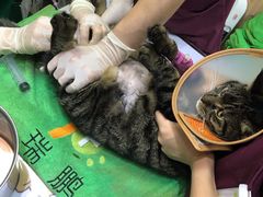 -瑞鹏宠物医院·内科·中兽医·骨科(苗圃店)