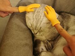 -Catmate·猫肥家润(金润铂宫店)