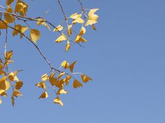 -金塔沙漠胡杨林景区