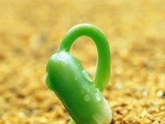 -傣妹火锅(四川北路店)