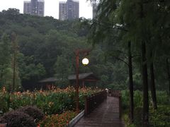 公园步道-重庆彩云湖湿地公园