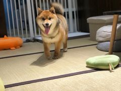 -逗柴咖啡屋·狗咖猫咖宠物桌游