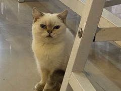 -喵百万·布偶·蓝金金渐层英短·猫舍(百子湾店)