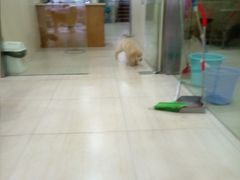 我家小七（小金毛）-佳雯宠物医院(四明中路分院)