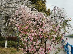 -高东镇樱花园