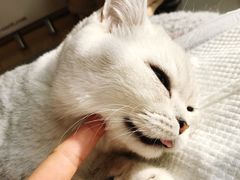 -中农大我爱我爱24h动物医院·中医针灸·猫专科·骨科医疗中心(双井店)