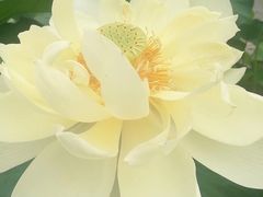 -白洋淀景区
