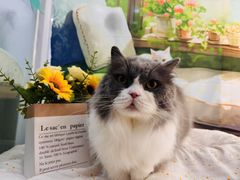 -爱洗澡的猫(望京店)