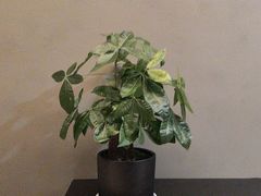 -满堂匠心川宴·私房菜(天府三街店)
