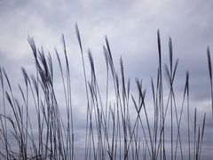 -三水森林公园