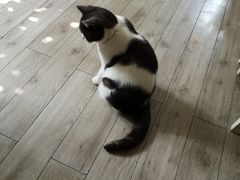 -海边的猫和咖啡馆