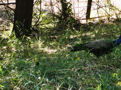 -北京麋鹿生态实验中心