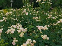 -人民公园(罗湖区)