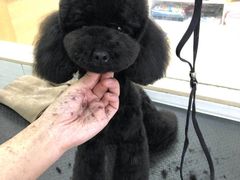 -芭比堂动物医院广州顽皮分院