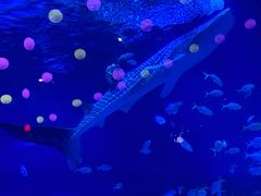 -烟台海昌鲸鲨海洋公园