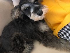 -怪兽屋·羊驼·猫咖·狗咖(俊华广场店)