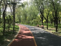 -大兴滨河森林公园